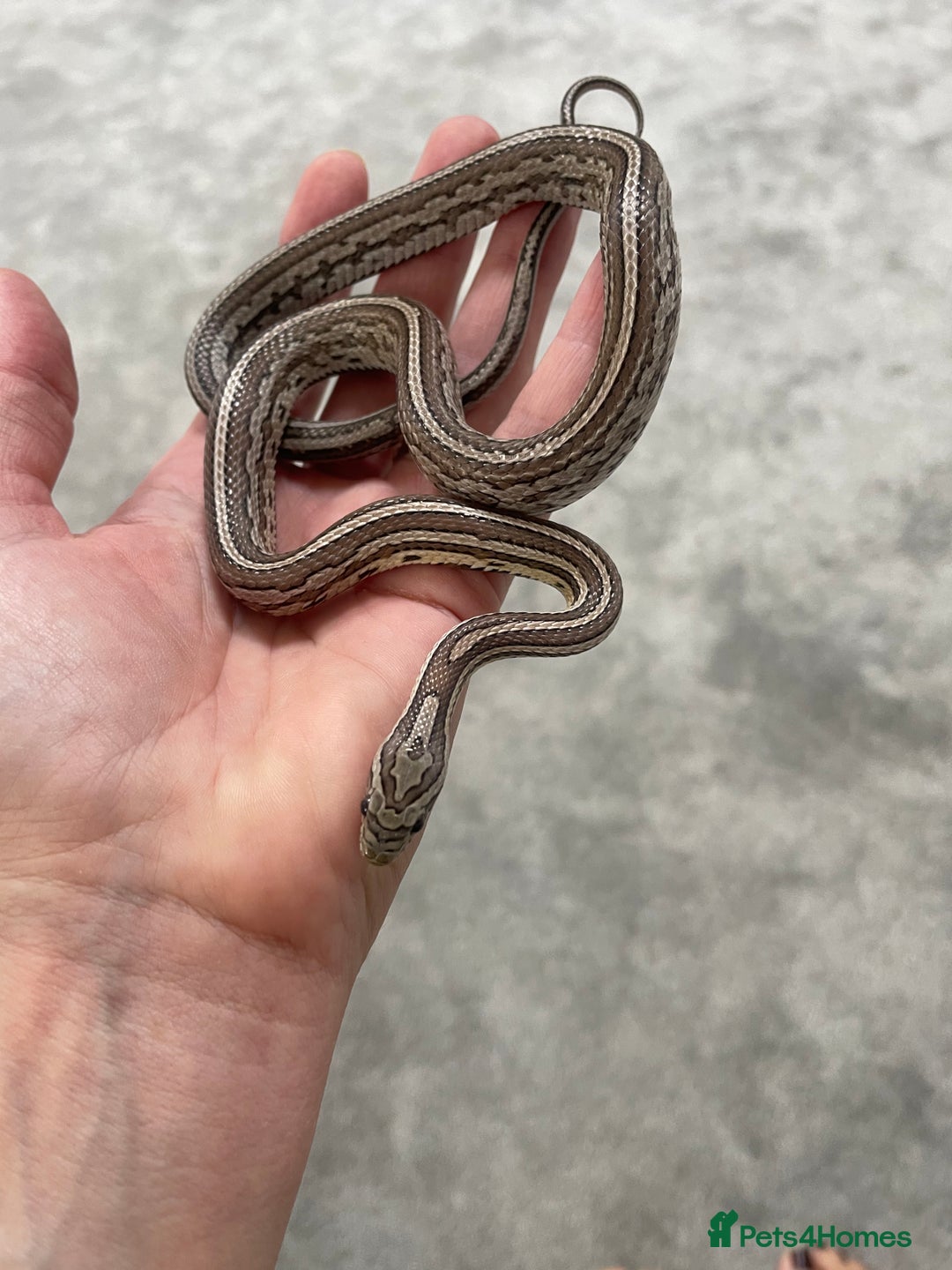 Corn Snake reptiles for sale: 1 Year old Male Corn Snake with Full Set Up - Image 10