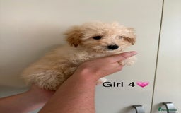 Poochon dogs for sale: Poochon puppies - Image 6