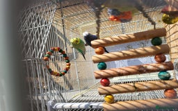 Budgerigars birds for sale: Mr Hritcan - Image 6
