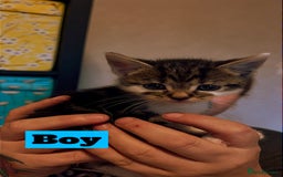 Mixed Breed cats for sale: Beautiful playful kittens  - Image 2