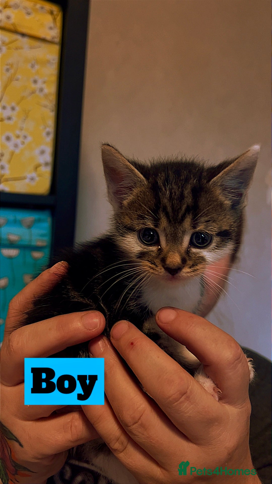 Mixed Breed cats for sale: Beautiful playful kittens  - Image 2