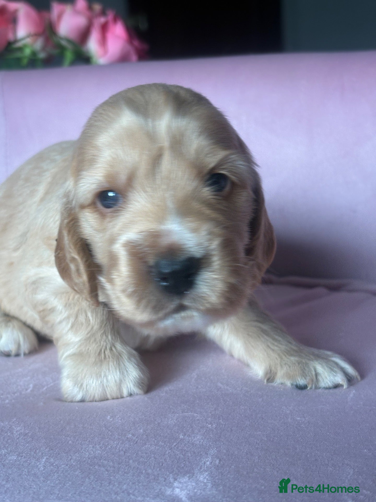 Mixed Breed dogs RARE MINIGOLDEN RETRIEVERS/DAKOTA SPORT RETRIEVERS - Advert 1