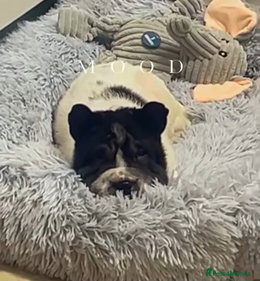 Shar Pei dogs Shar-pei Puppy available!! - Advert 1