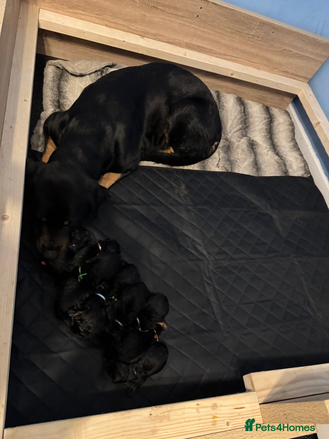 Rottweiler dogs for sale: 7 Rottweiler puppies available to loving homes - Advert 19
