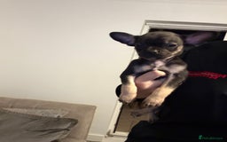 Mixed Breed dogs for sale: Frenchie x chihuahua pups - Image 13