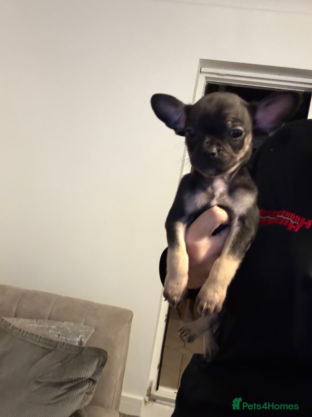 Mixed Breed dogs for sale: Frenchie x chihuahua pups - Image 13