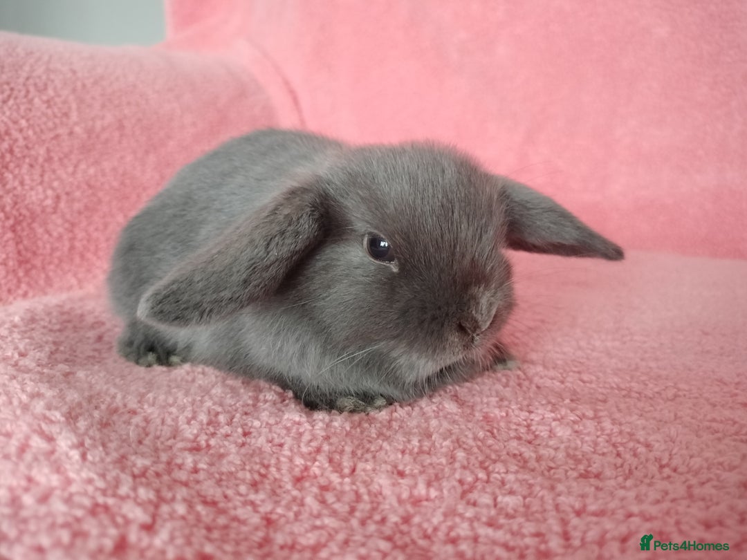 Mini Lop rabbits for sale: Baby mini lop rabbits for sale  - Advert 2