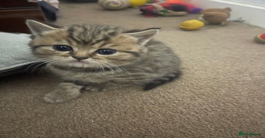 Scottish Fold cats - Advert 7