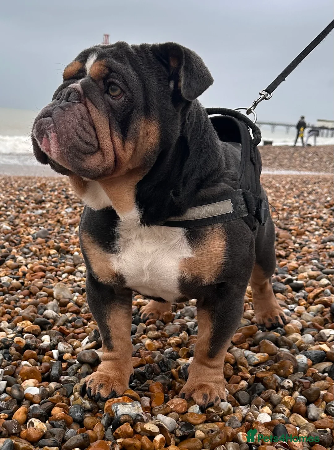 English Bulldog dogs for sale: Gorgeous blue tri Male  - Advert 9