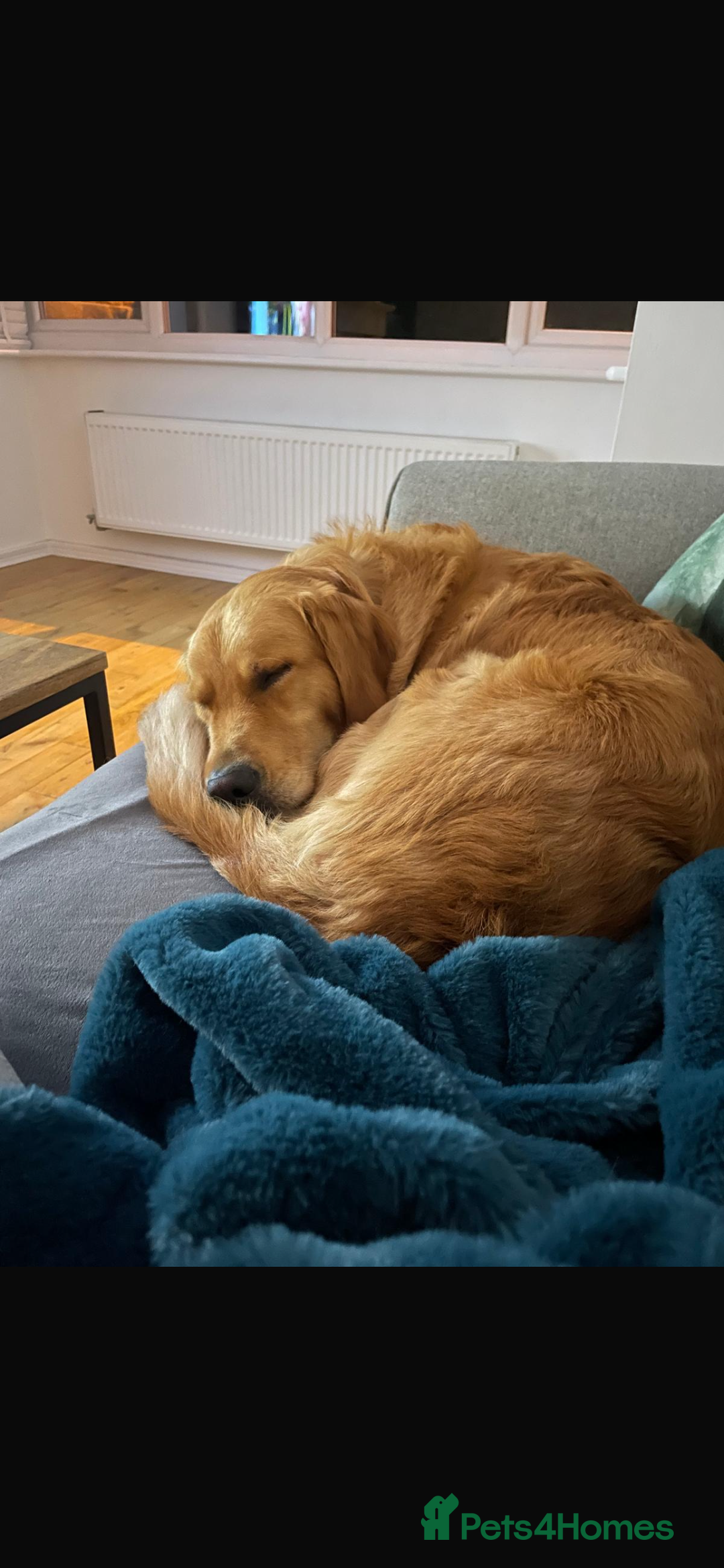 Golden Retriever dogs for sale: Alife  - Advert 3