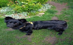 Mixed Breed dogs for adoption: 💖🐶 LILU JET 🐶💖 - Image 1