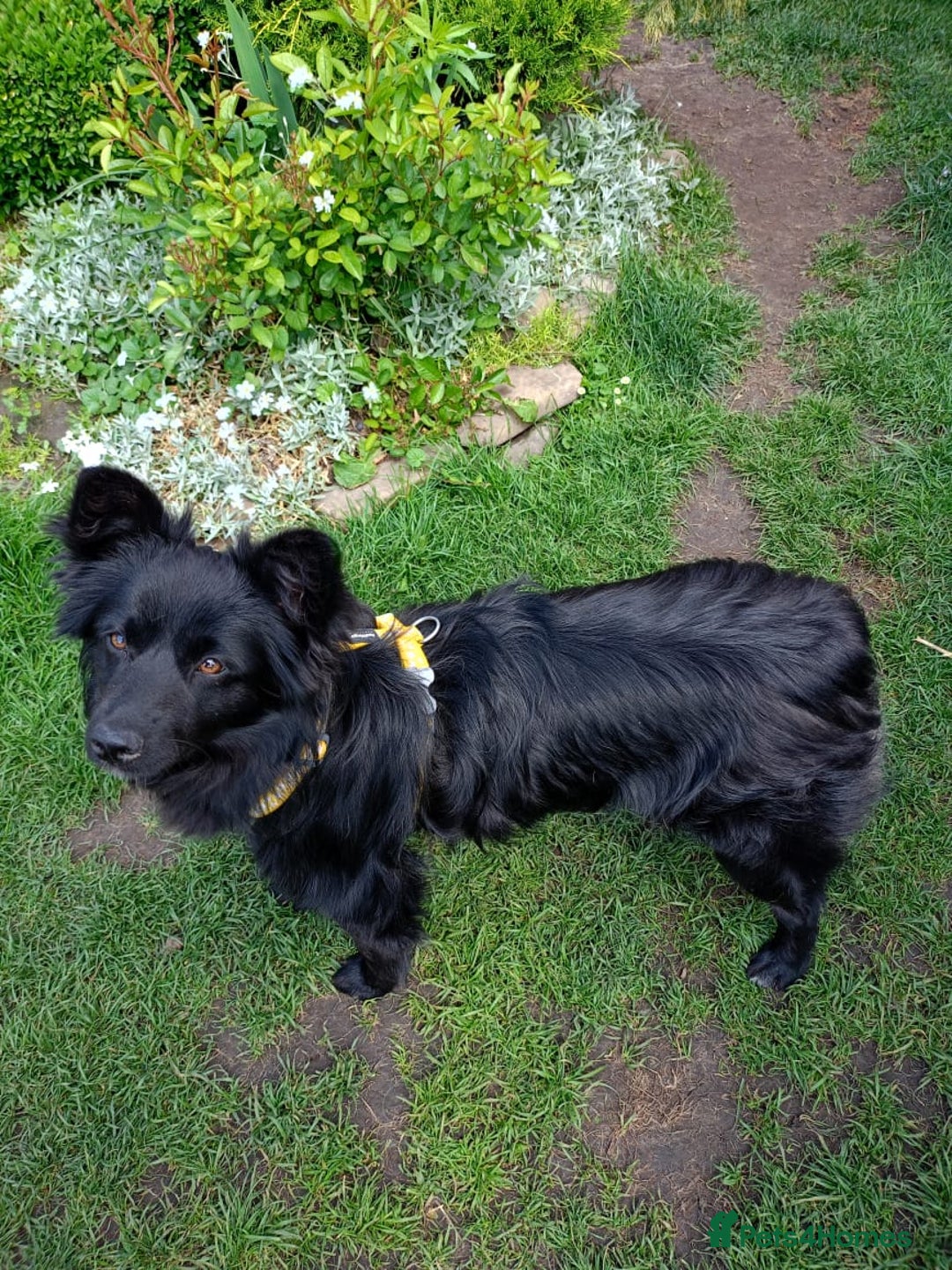 Mixed Breed dogs for adoption: 💖🐶 LILU JET 🐶💖 - Image 1