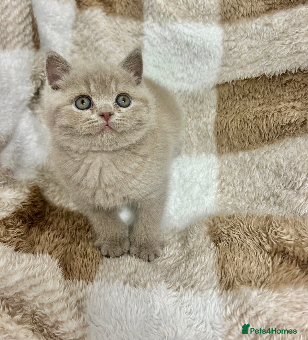 British Shorthair cats for sale: GCCF British Shorthair for Sale - Advert 26