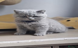 British Longhair cats for sale: GCCF  Show Quality Champion! - Image 6