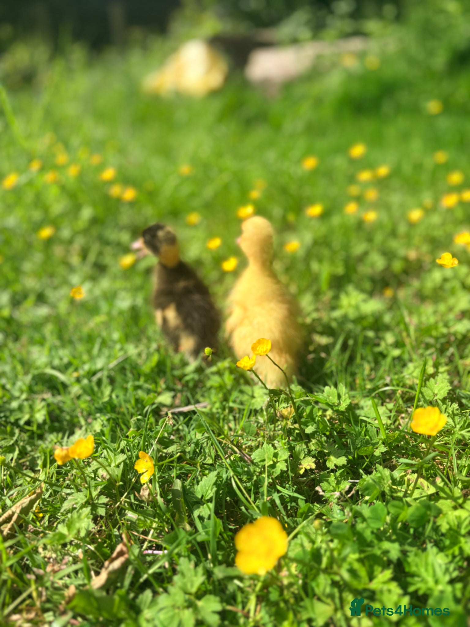 Chickens poultry Brahma,buff Orbington chick,Sebastopol Gosling and - Advert 2