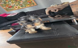 Yorkshire Terrier dogs for sale: Yorkshire terriers puppy's  - Image 8
