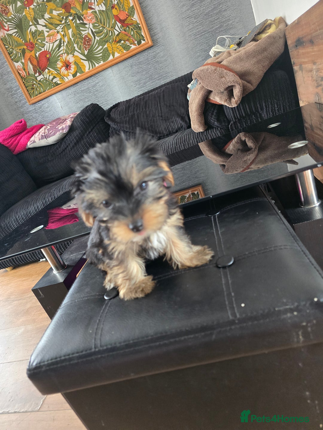 Yorkshire Terrier dogs for sale: Yorkshire terriers puppy's  - Image 8
