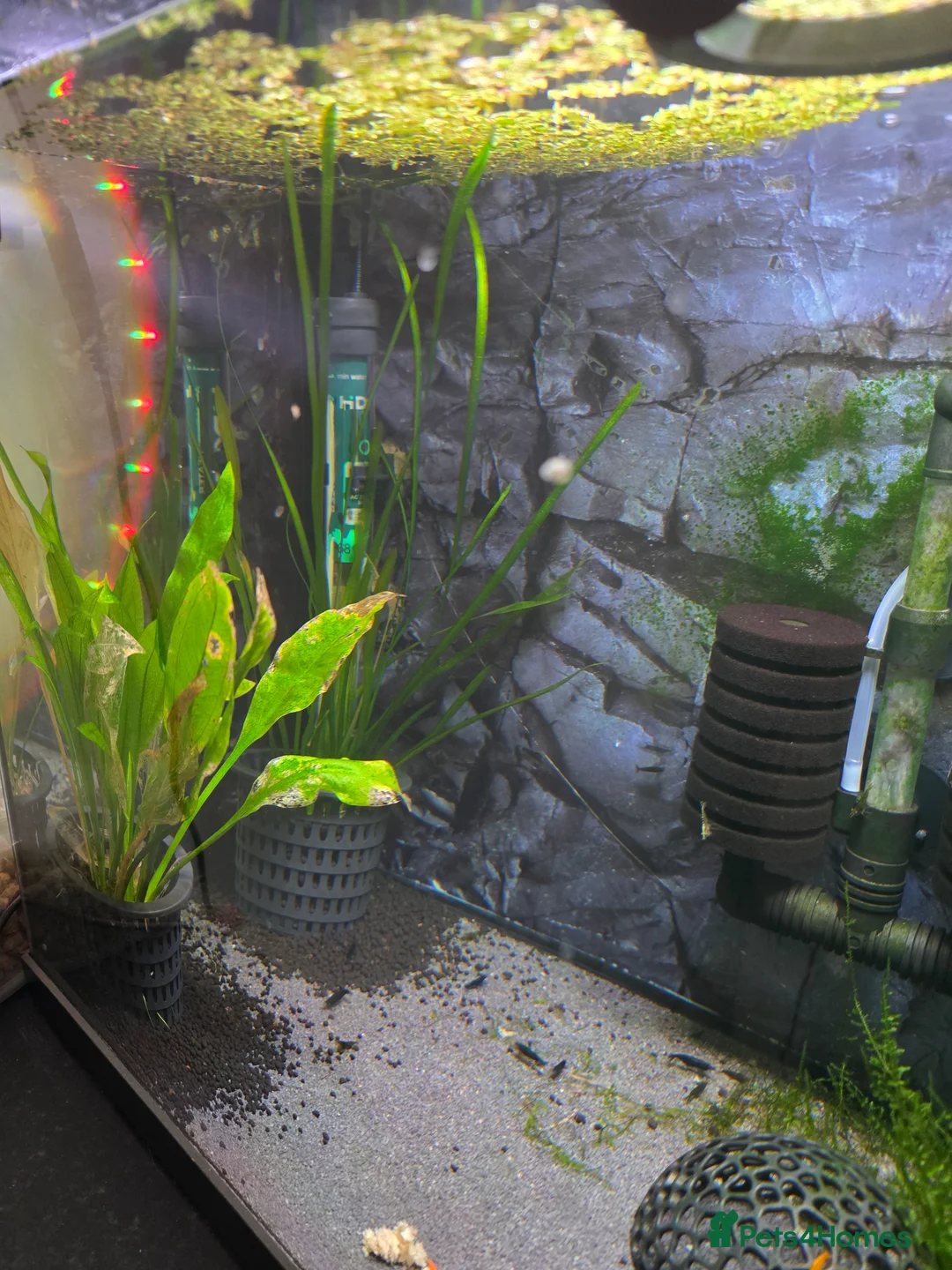 Bettas fish for sale: 40 Ltr betta and shrimps tank. - Advert 6