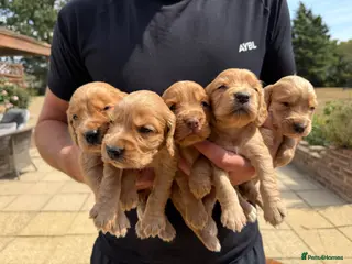 Cocker Spaniel dogs KC Registered Working Cocker Spaniel Puppies - Advert 1