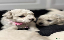 Bichon Frise dogs for sale: Adorable Bichon Frisée Puppies for sale  - Image 5