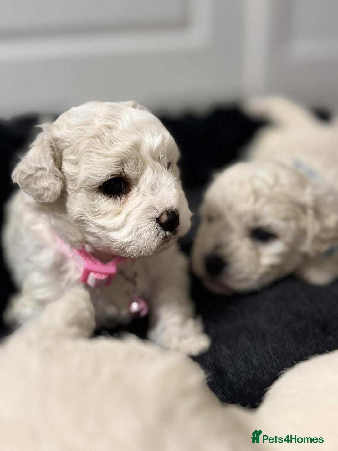 Bichon Frise dogs for sale: Adorable Bichon Frisée Puppies for sale  - Image 5