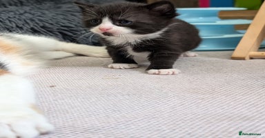 Mixed Breed cats - Advert 5