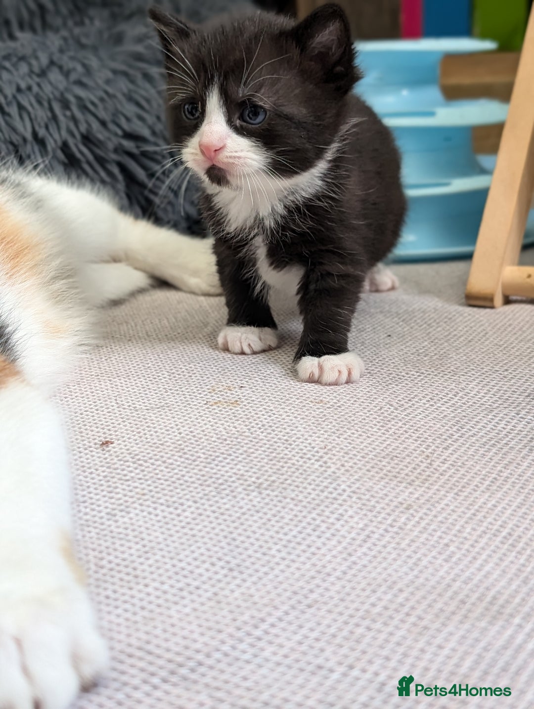 Mixed Breed cats for sale: Healthy kittens - READY NOW ( 8 weeks old )  - Image 15