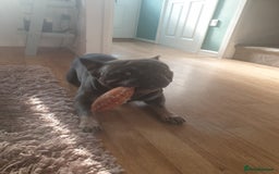 French Bulldog dogs for sale: Bronson looking for a new home - Image 5