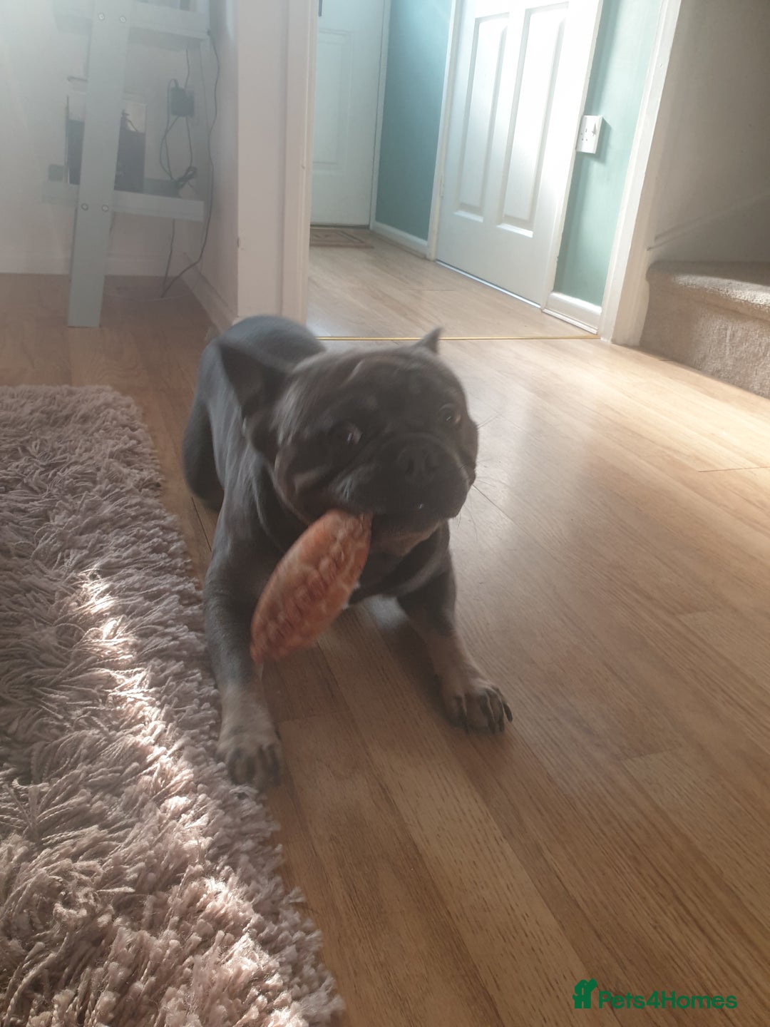 French Bulldog dogs for sale: Bronson looking for a new home - Image 5