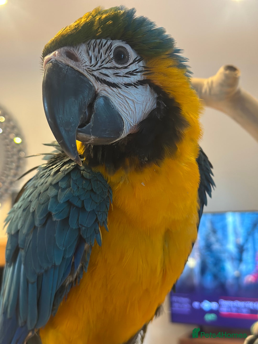 Macaws birds for sale: 4 month old Blue & Gold Macaw - Advert 1