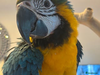 Macaws birds 4 month old Blue & Gold Macaw - Advert 1