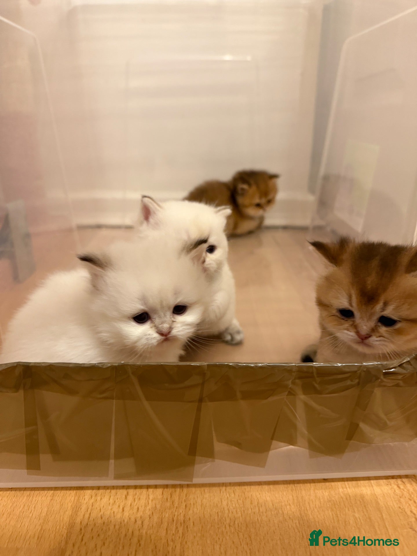 British Shorthair cats BRITISH SHORT HAIR NY12,GOLDEN , WHITE COLORPOINT - Advert 1