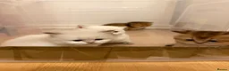 British Shorthair cats for sale: BRITISH SHORT HAIR NY12,GOLDEN , WHITE COLORPOINT - Advert 3