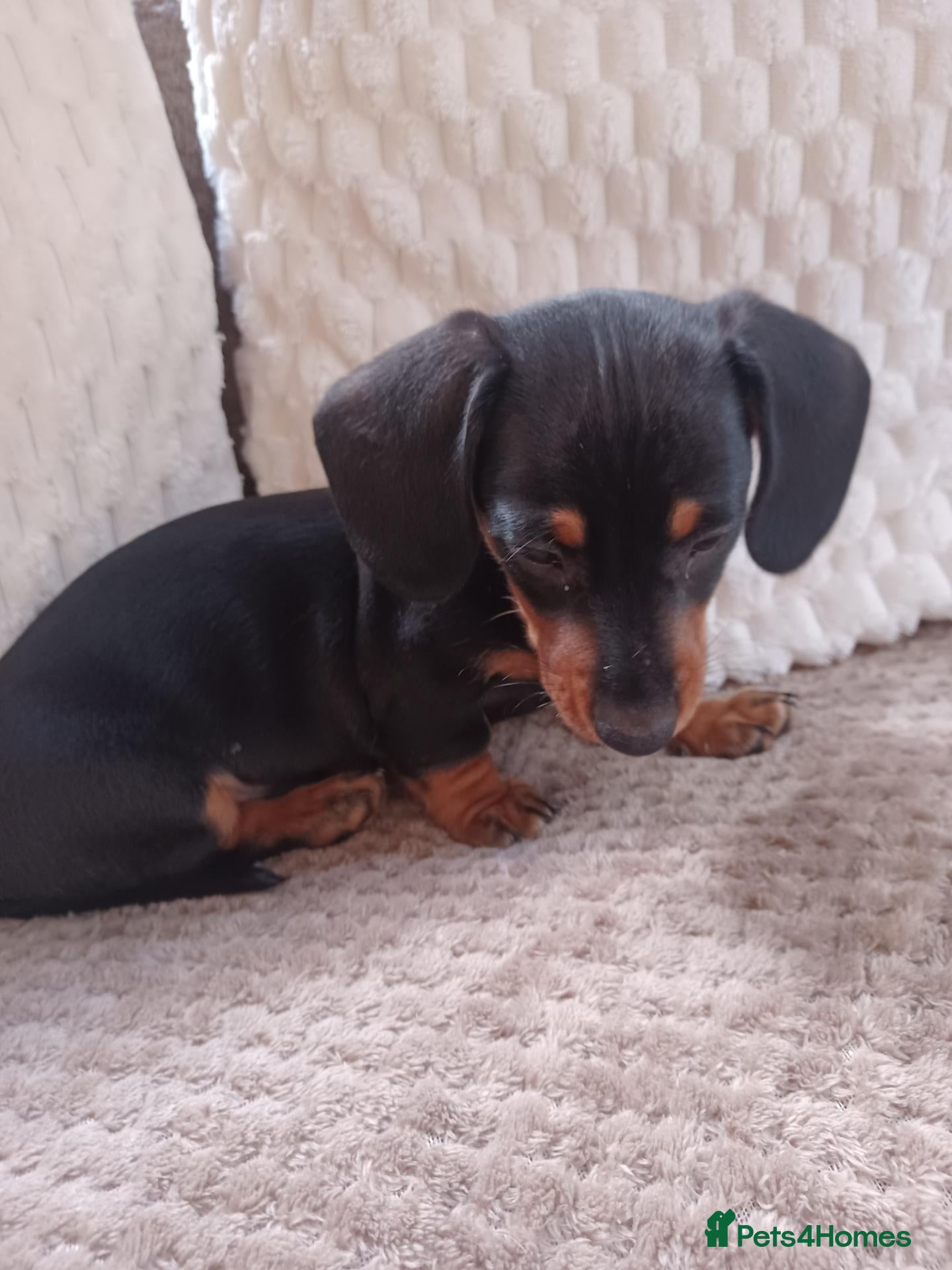 Dachshund dogs Available now 1 back & tan boy  - Advert 1