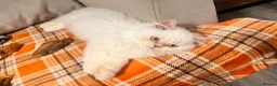 British Longhair cats for sale: One boy left Persian Mum / Registered BLH Dad - Advert 9