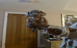Miniature Dachshund dogs for sale: Miniature Dachshund Puppies - Image 14