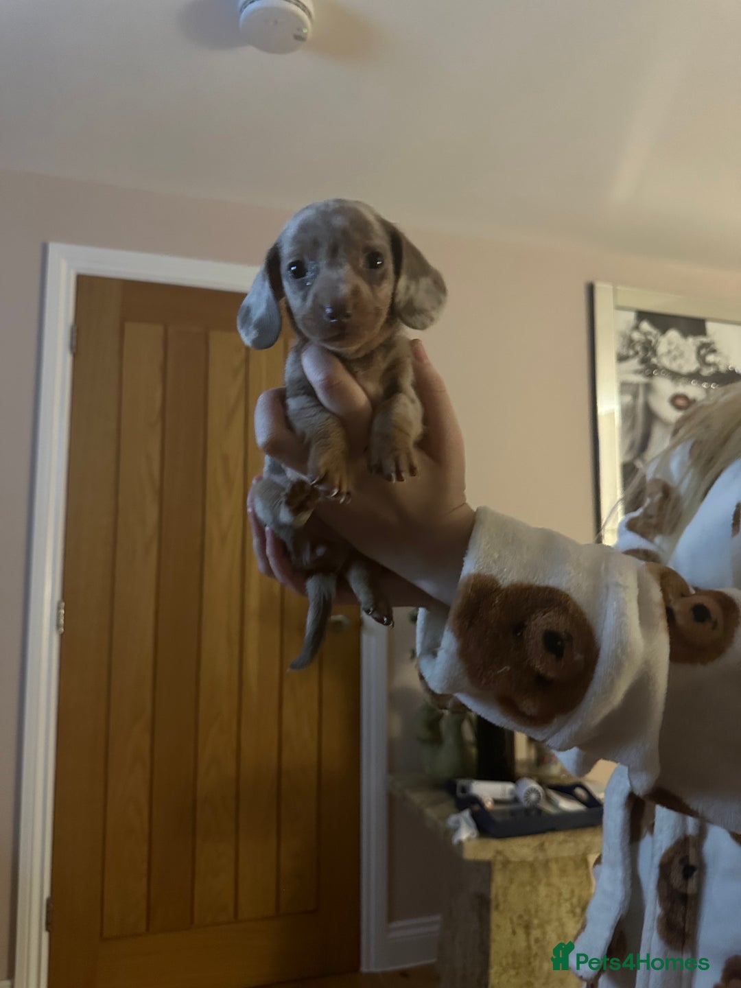 Miniature Dachshund dogs for sale: Miniature Dachshund Puppies - Image 14