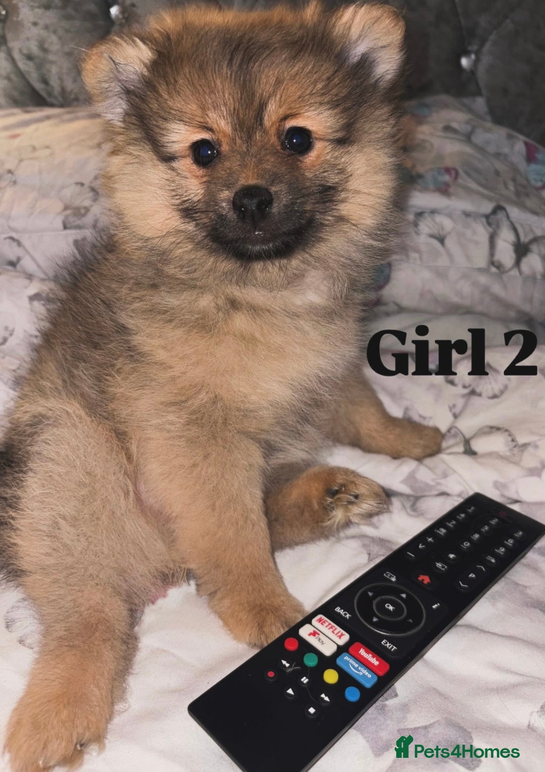 Pomeranian dogs for sale: Beautiful 9-week-old Pomeranian puppies  - Image 5