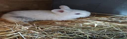 Lionhead rabbits for sale: White & blue lionhead  - Advert 2