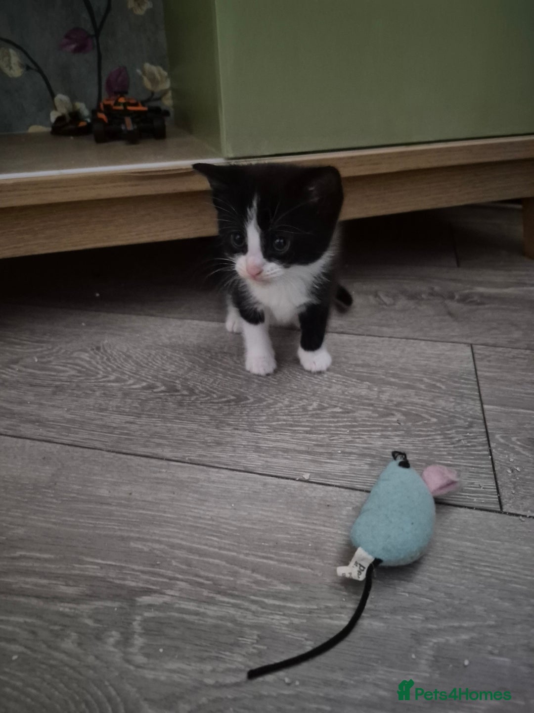 Mixed Breed cats for sale: 3 beautiful mixed breed kittens - Advert 4