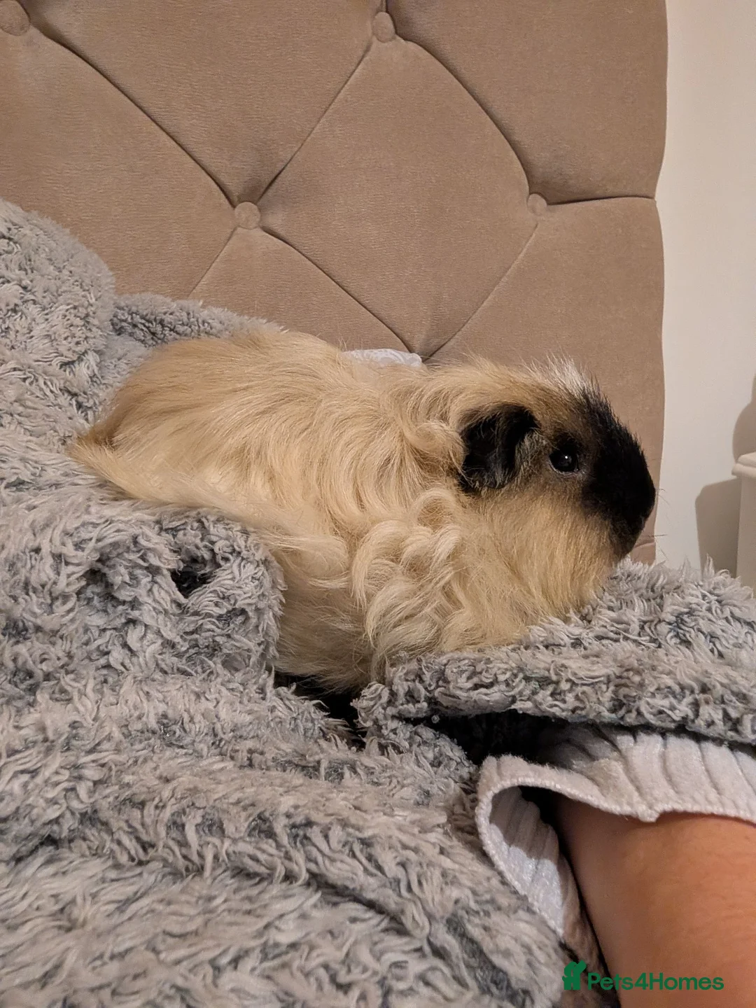 Guinea Pig rodents for sale: Texel boar duo - Advert 1
