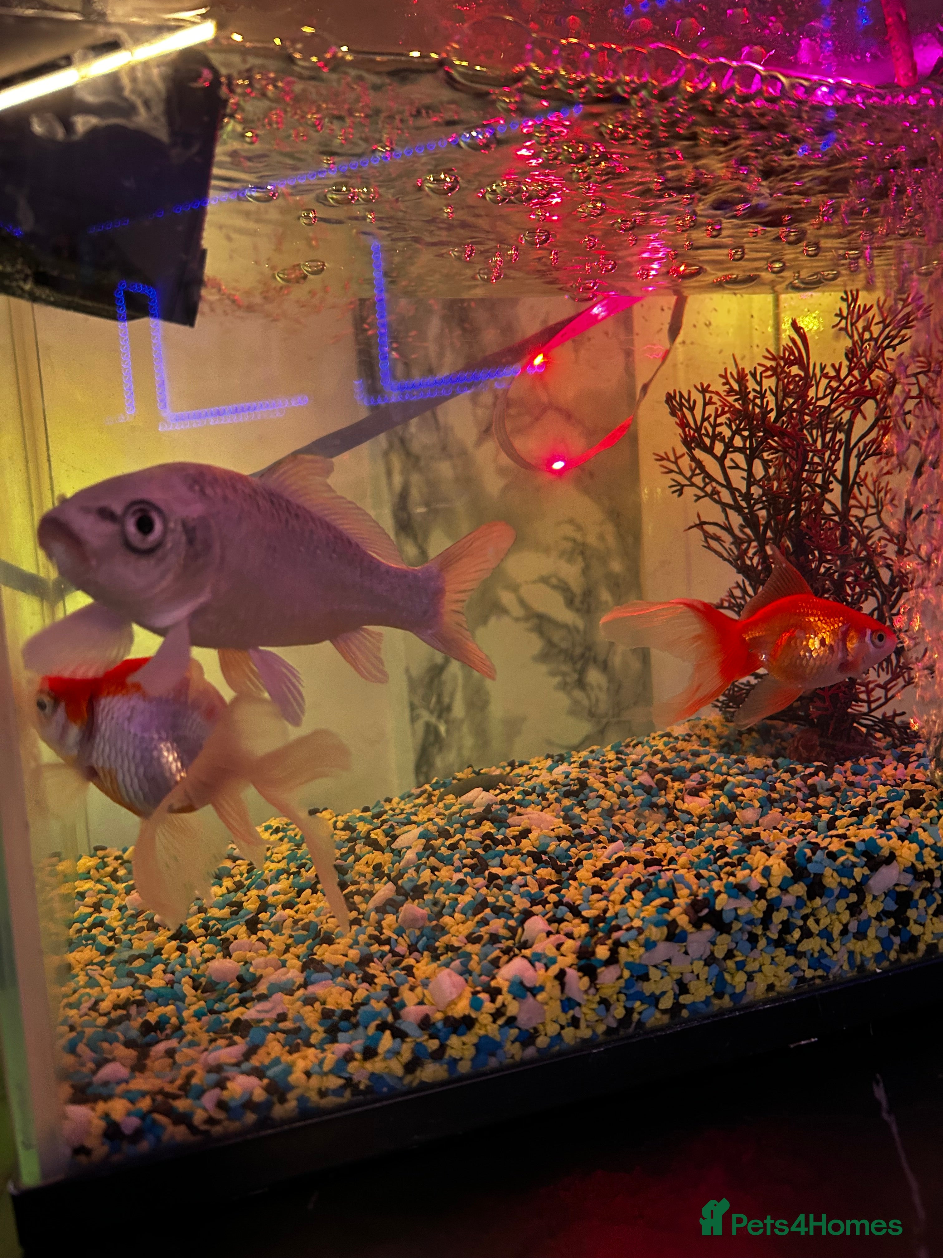 Koi Carp fish Koi ( only the silver one)  - Advert 8