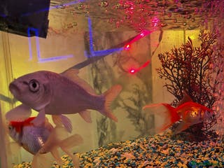 Koi Carp fish Koi ( only the silver one) - Advert 13