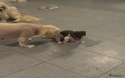 Mixed Breed dogs for sale: Shih Tzu-pomeranian - Image 13
