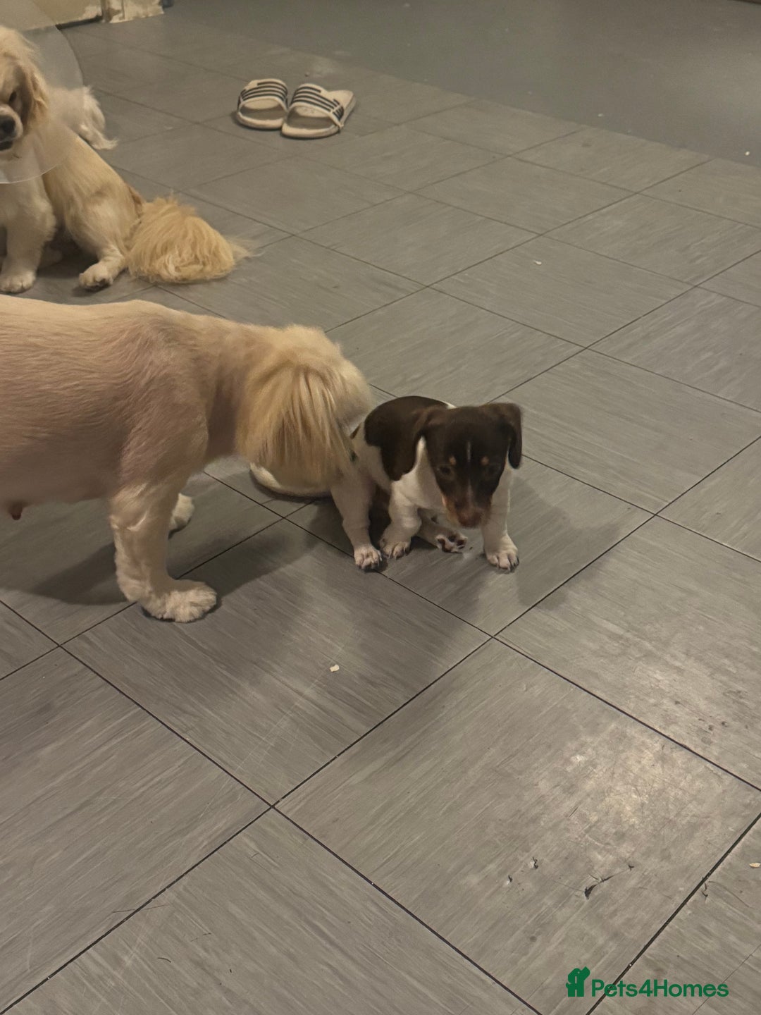 Mixed Breed dogs for sale: Shih Tzu-pomeranian - Image 13