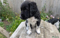 English Springer Spaniel dogs for sale: Lovely chunky B&W springer spaniel dog pups - Image 5