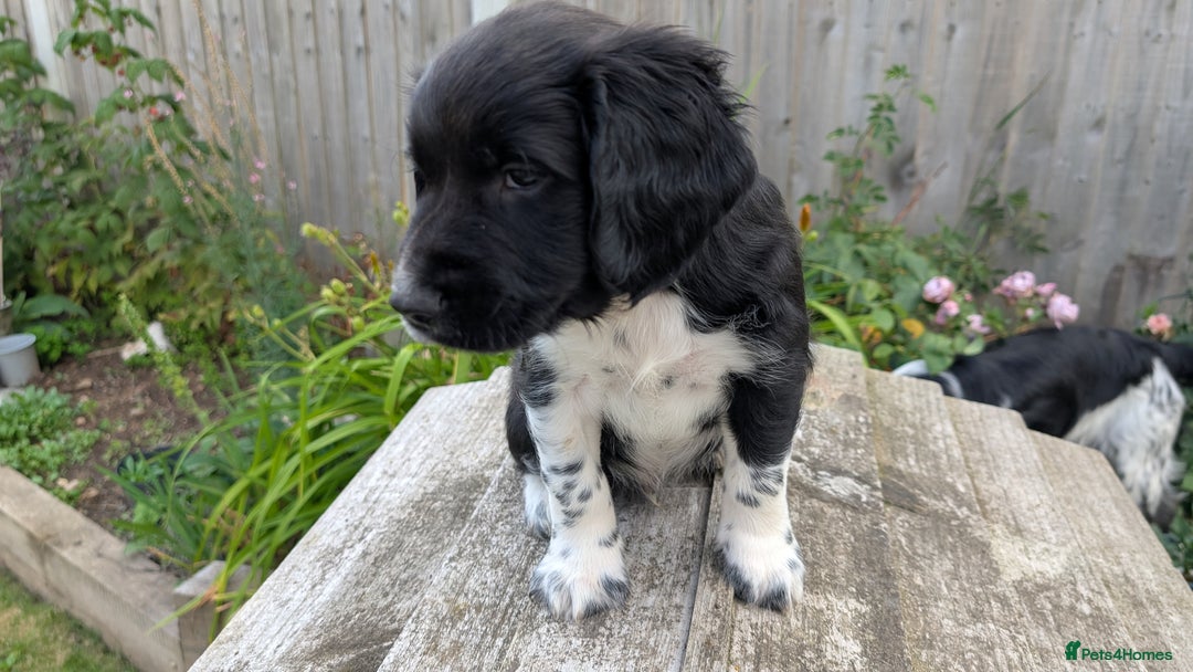 English Springer Spaniel dogs for sale: Lovely chunky B&W springer spaniel dog pups - Image 5