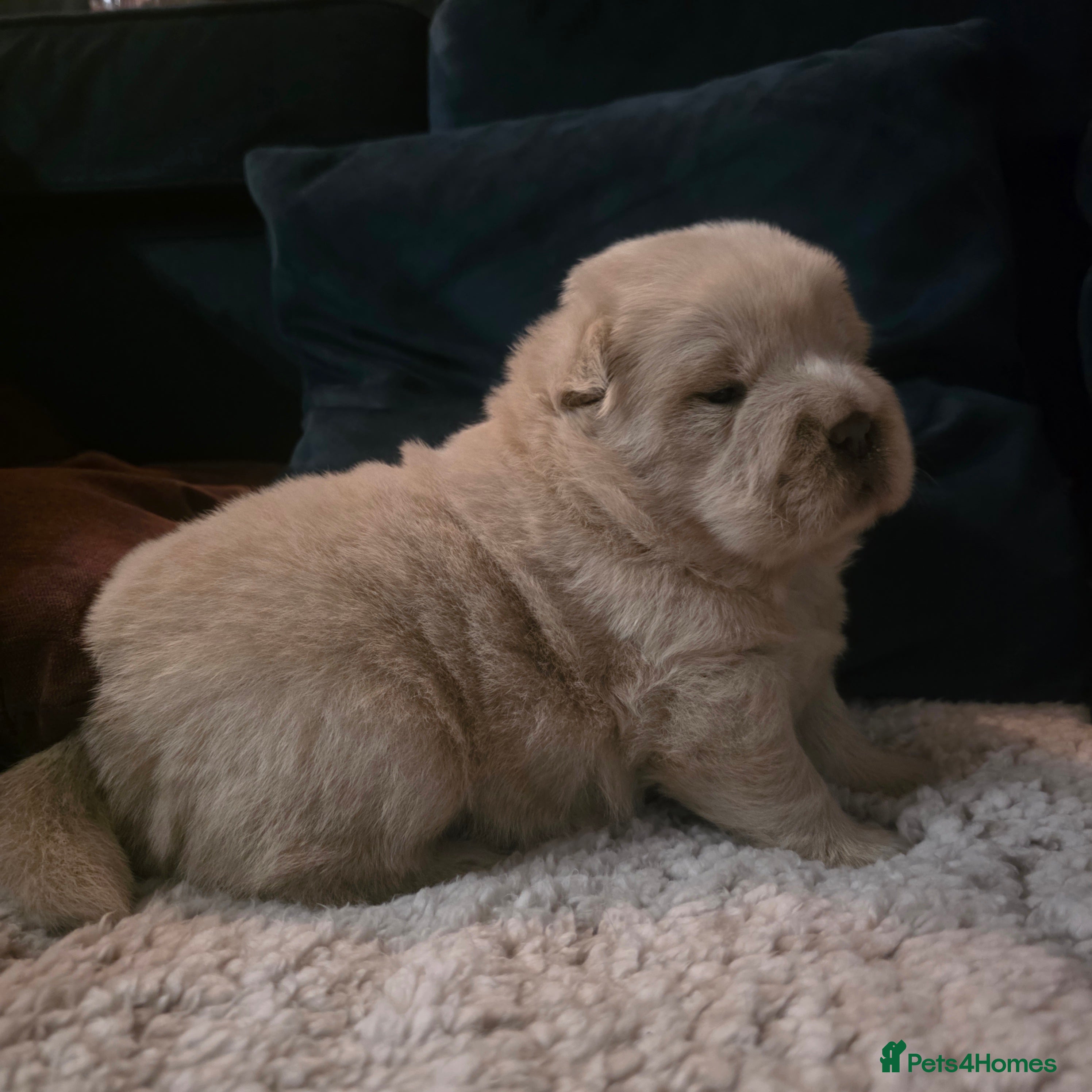 Chow Chow dogs 7 beautiful chow chow  - Advert 1