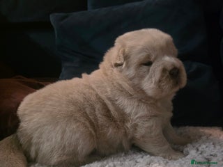 Chow Chow dogs 7 beautiful chow chow - Advert 2