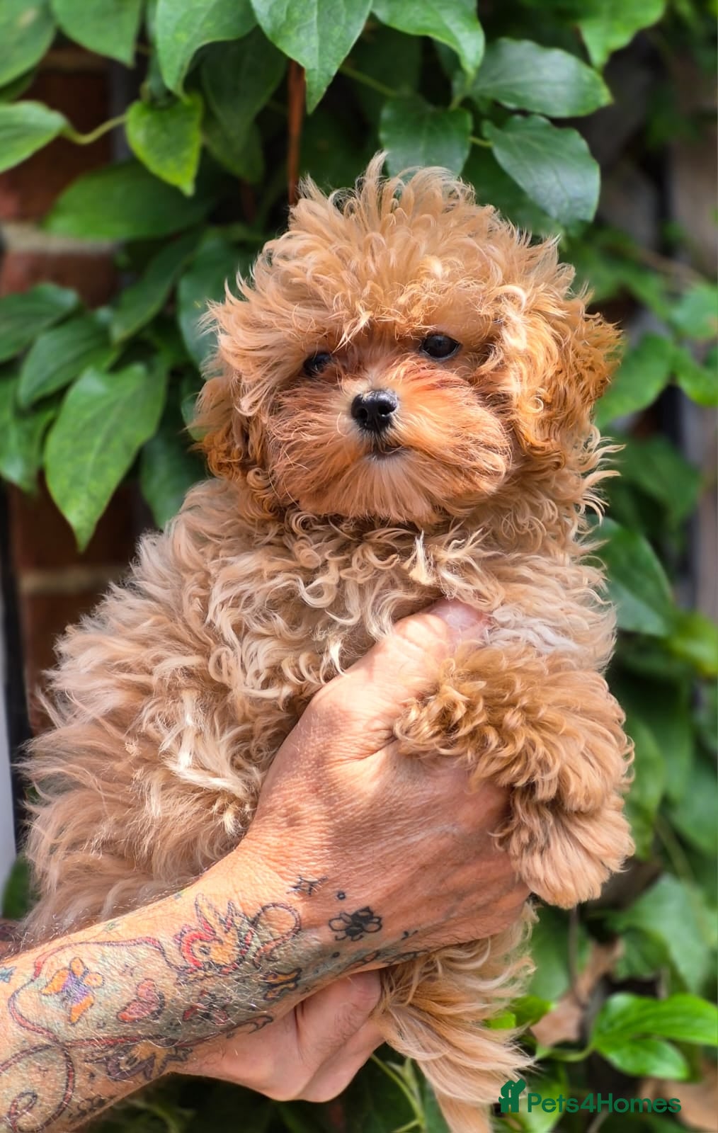 Maltipoo dogs 🐶Amazing Tiny Asian Korean Maltipoo Puppies🐶🦴  - Advert 1
